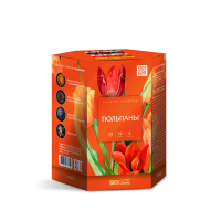 Z1050 Тюльпаны  Салюты 
